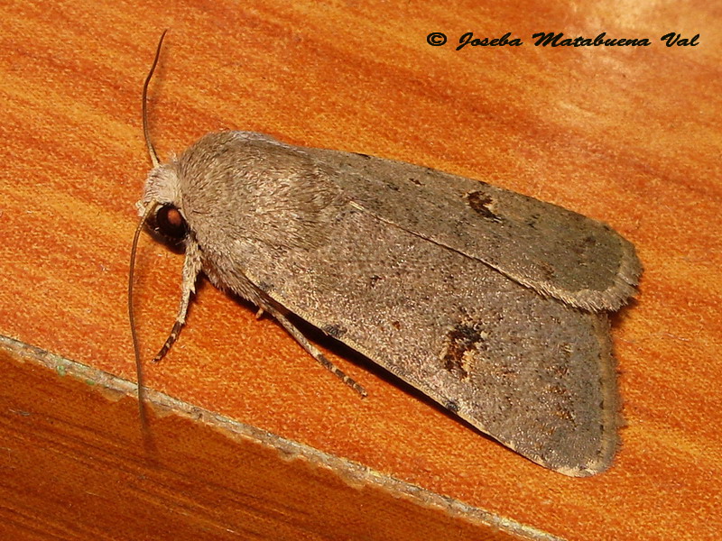 Caradrina (Platyperigea) cfr. kadenii - Noctuidae